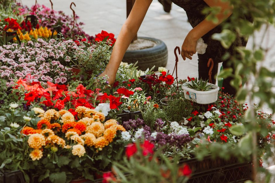 A person arranging a vibrant display of potted flowers at an outdoor market stall, with a variety of blooms including red geraniums, pink and white petunias, orange chrysanthemums, and purple petunias
