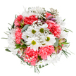 This expertly arranged bouquet channels the spirit of Whitechapel's renewal, its joyful palette of crisp white, vivid coral, and fresh greens radiating against a clean white background. Cheerful white daisies with lime-green centers anchor the display, surrounded by cushions of plush, ruffled coral-pink carnations that ripple with energy and warmth. Gentle sprays of baby's breath, as airy as morning mist over local parks, drift throughout, creating a dreamy softness. Hidden among the layers, slender alstroemeria buds-marked with subtle purples and pinks-introduce delicate hints of colour and promise. The whole arrangement is underpinned by varied greens, including silvery eucalyptus and deeper forest leaves that bring depth and structural grace. Every stem is carefully composed, reminiscent of expert hands at a Whitechapel florist preparing flowers for heartfelt celebrations-whether a birthday near Aldgate, a thank-you along Whitechapel Road, or a just-because delivery to a friend in Shadwell. The effect is both tranquil and exuberant, perfectly expressing the hope and joy blooming throughout Whitechapel's vibrant neighbourhoods.