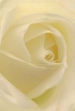 Up close, the tender heart of this cream-white rose draws you inward, every spiraling petal radiating tranquil beauty, as if you are nestled within the bloom itself-a feeling familiar to patrons of Whitechapel's cherished flower shops. The matte, peach-ivory surfaces glow subtly, touched by gentle morning light echoing the serenity found in local parks and markets. Soft shadows gather in the folds, adding calming depth and an air of quiet drama, perfect for memorial tributes or marking cherished new beginnings with a flourish of grace. There's a sense of peace and purity here, the understated sweetness of the rose's fragrance gently lingering, much like cherished conversations in a cosy Whitechapel café. From the skilled fingertips that fashioned each layer, this rose emerges as a symbol of respect, affection, and artistry, perfectly suited for heartfelt sympathy, admiration, or elegant arrangements delivered across Whitechapel. The flower's close perspective captures not just outward beauty, but also the deep emotion and craftsmanship that define every memorable bouquet from the heart of the community.